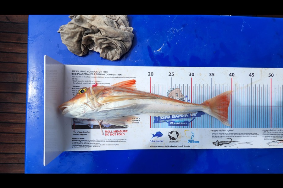 John dedden caught this 39.0cm Gurnard at Tiri during The Export NZ Fishing Competition