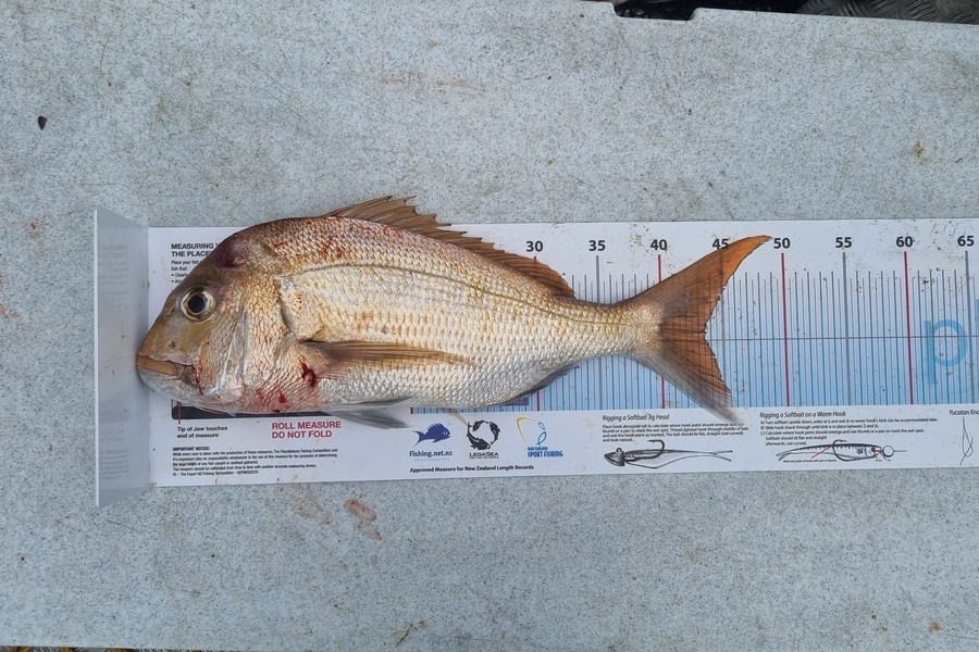 jarred wallace caught this 43.5cm Snapper at Firth  during The Export NZ Fishing Competition