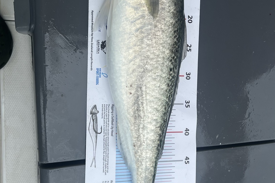 Nathan Robertson caught this 56.5cm Kahawai at Gulf  during The Export NZ Fishing Competition
