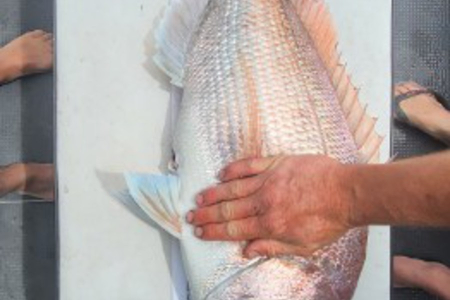 Andrew Gregory caught this 67.0cm Snapper at Hauraki during The Export NZ Fishing Competition