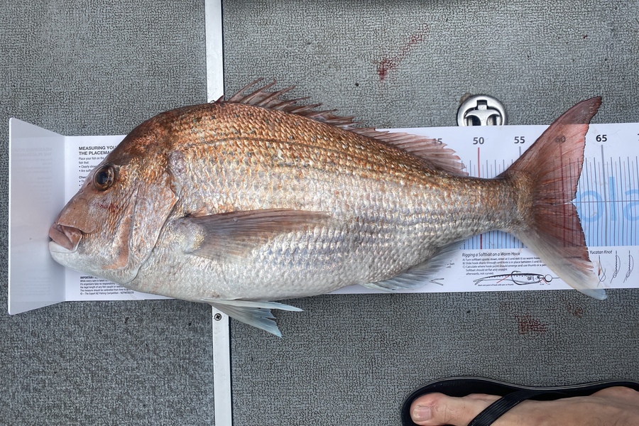 Dan Brooker caught this 61.0cm Snapper at Waiheke during The Export NZ Fishing Competition