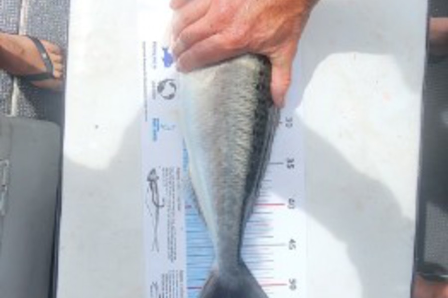 Andrew Gregory caught this 51.0cm Kahawai at Hauraki during The Export NZ Fishing Competition