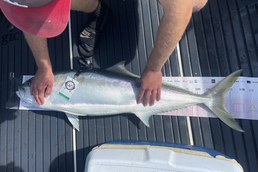Cameron McIntosh caught this 112.5cm Kingfish at Whitianga during The Export NZ Fishing Competition