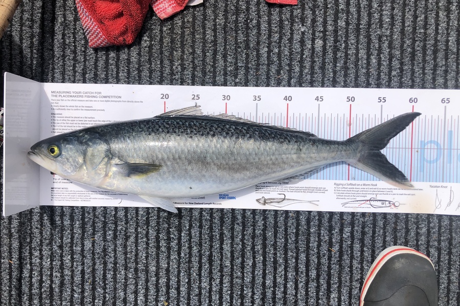 Mike Bonham caught this 54.5cm Kahawai at GBI during The Export NZ Fishing Competition