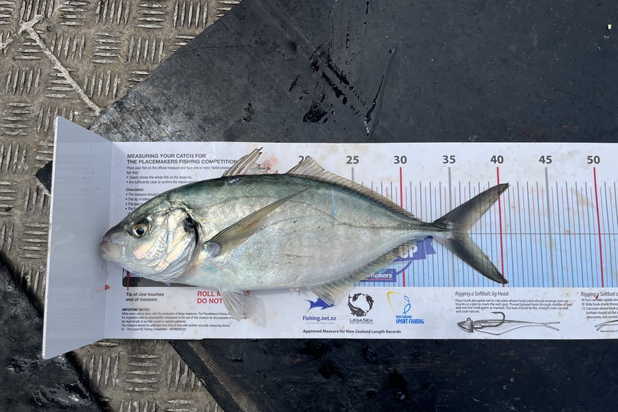 Dan  McRae caught this 36.5cm Trevally at Horn rock during The Export NZ Fishing Competition
