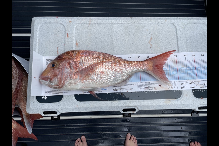 Kurtis Lilly caught this 62.0cm Snapper at Barrier during The Export NZ Fishing Competition