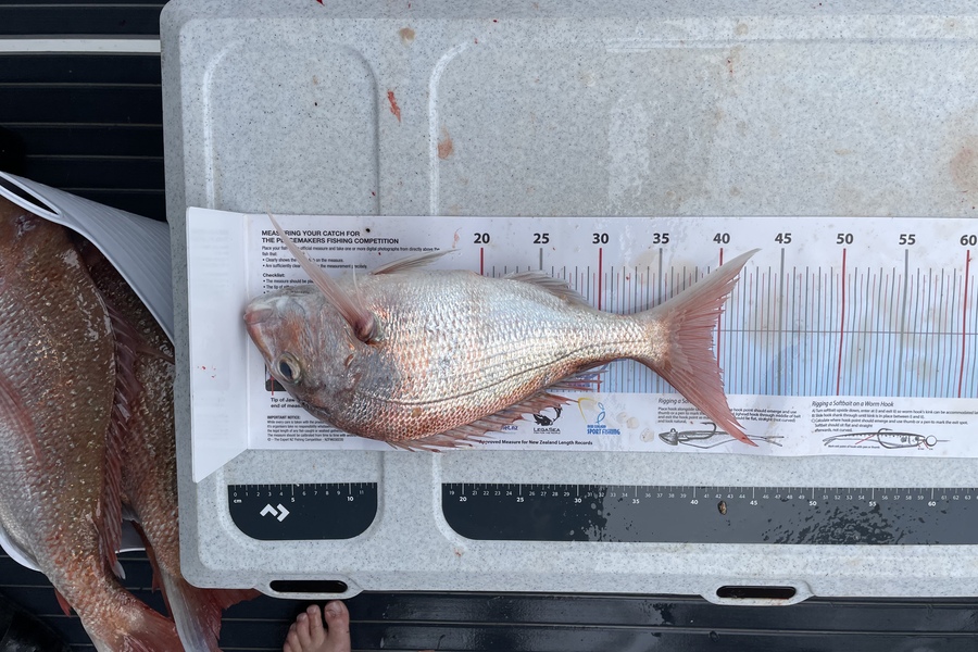 Logan Blackburn caught this 39.5cm Snapper at Great barrier during The Export NZ Fishing Competition