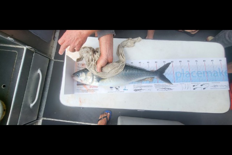 Tapsell Hetariki caught this 53.0cm Kahawai at Little barrier  during The Export NZ Fishing Competition