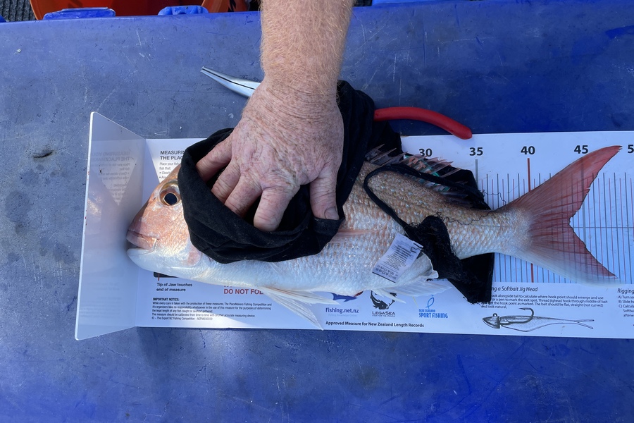 Joseph Allen caught this 43.5cm Snapper at Gulf  during The Export NZ Fishing Competition