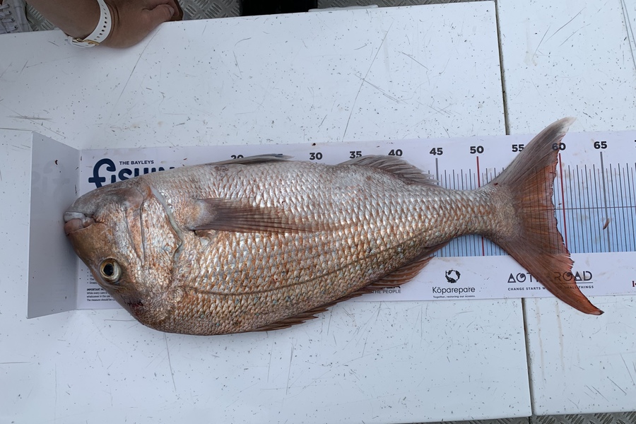 Louise  Stringer caught this 58.5cm Snapper at Gannet Rick during The Export NZ Fishing Competition