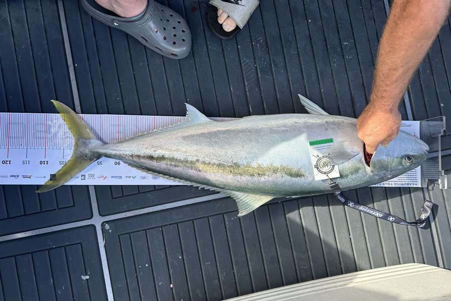 Todd Jamieson caught this 102.0cm Kingfish at Whitianga during The Export NZ Fishing Competition