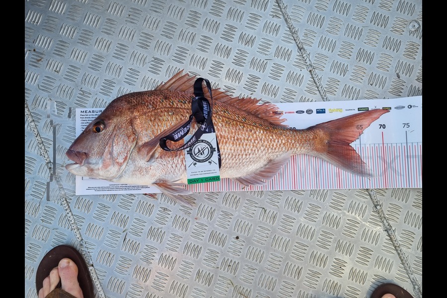 Todd  McGlade caught this 62.5cm Snapper at Whitianga during The Export NZ Fishing Competition