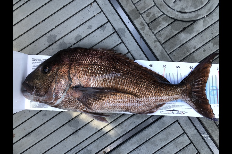 Carl Goodwin caught this 65.5cm Snapper at Barrier  during The Export NZ Fishing Competition