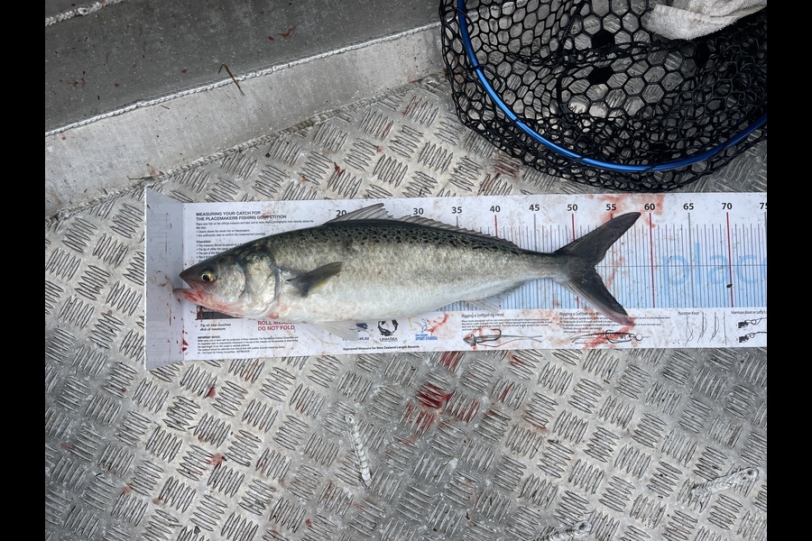 Campbell Warin caught this 52.5cm Kahawai at GBi during The Export NZ Fishing Competition