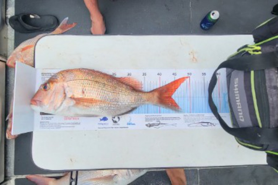 Graham Comer caught this 40cm Snapper at Channel Island  during The Export NZ Fishing Competition