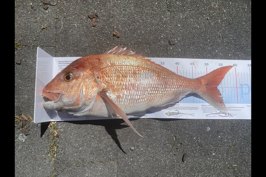 Ben Cvitanovich caught this 53.0cm Snapper at Tiri during The Export NZ Fishing Competition