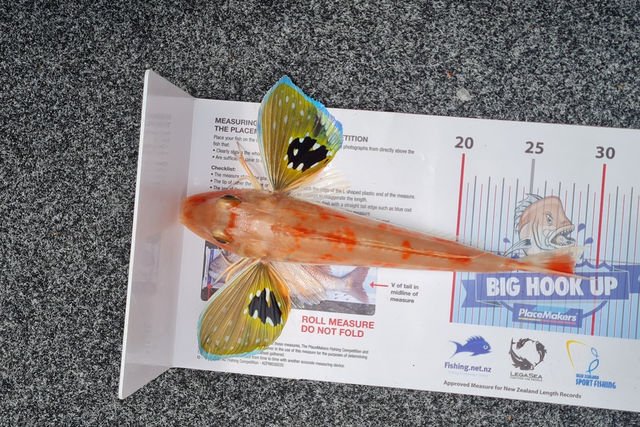 Jarrett Howe caught this 28.5cm Gurnard at Tiri during The Export NZ Fishing Competition