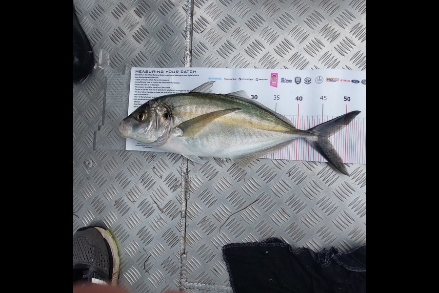 Ichsan Zwart caught this 46.0cm Trevally at Whitianga during The Export NZ Fishing Competition