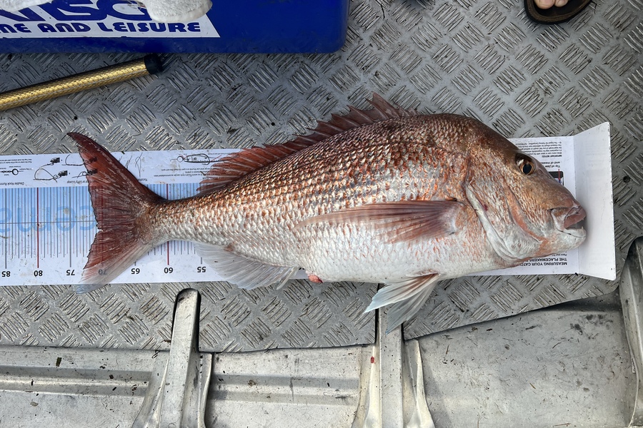 Isaac Mchardie caught this 70.5cm Snapper at GBI during The Export NZ Fishing Competition