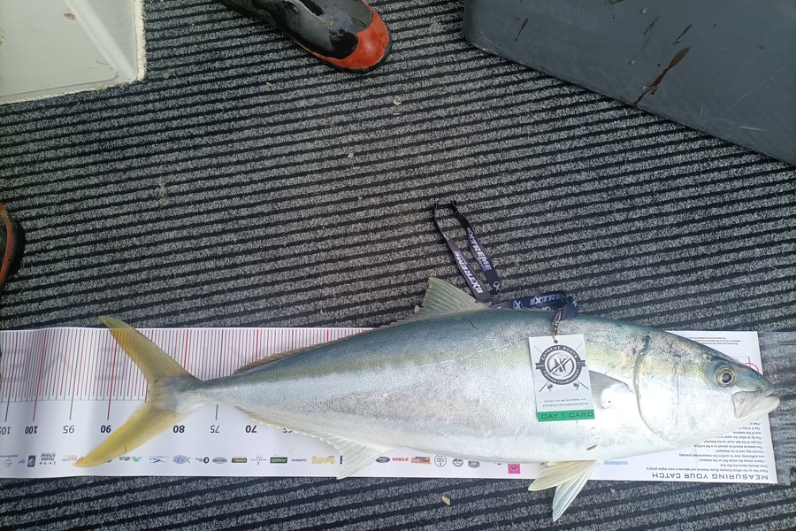 Devon Williams caught this 84.5cm Kingfish at Whitianga during The Export NZ Fishing Competition