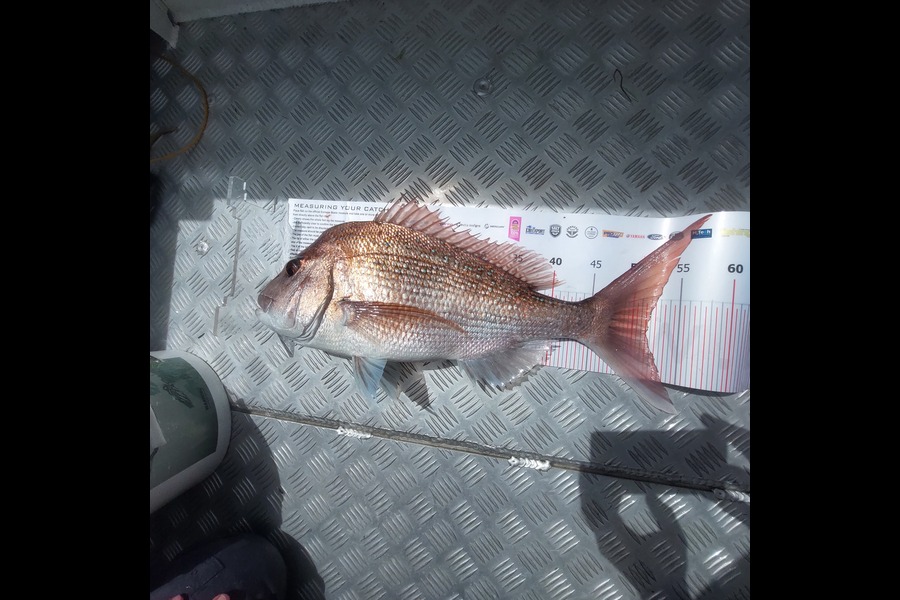 Ichsan Zwart caught this 51.5cm Snapper at Whitianga during The Export NZ Fishing Competition