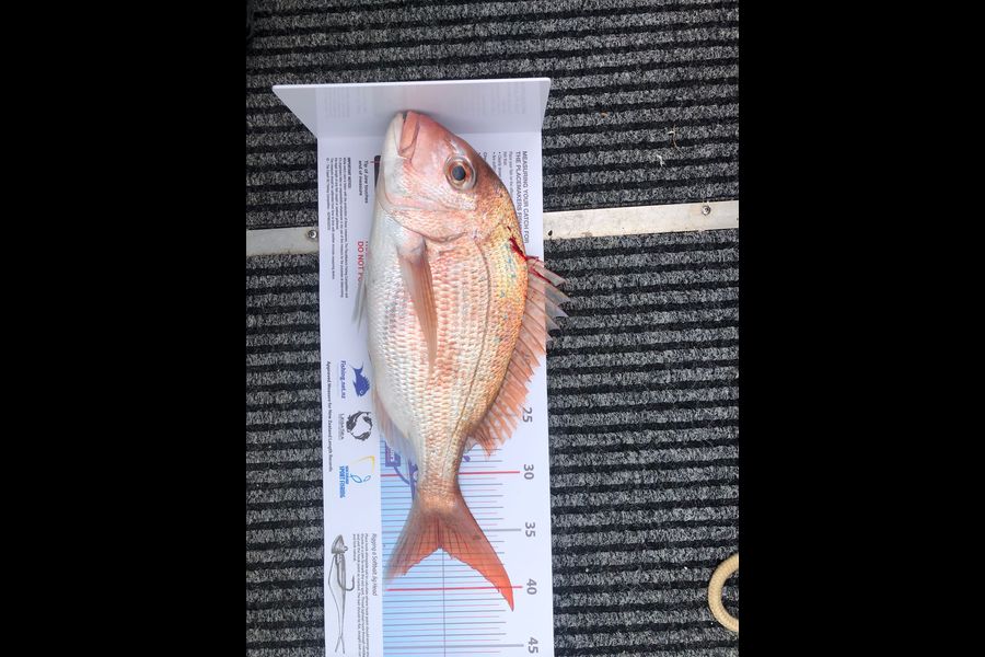 Damian List caught this 36.5cm Snapper at Rangitoto during The Export NZ Fishing Competition