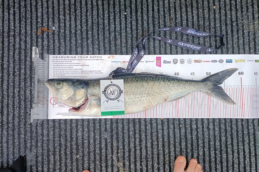 Devon Williams caught this 53.0cm Kahawai at Whitianga during The Export NZ Fishing Competition