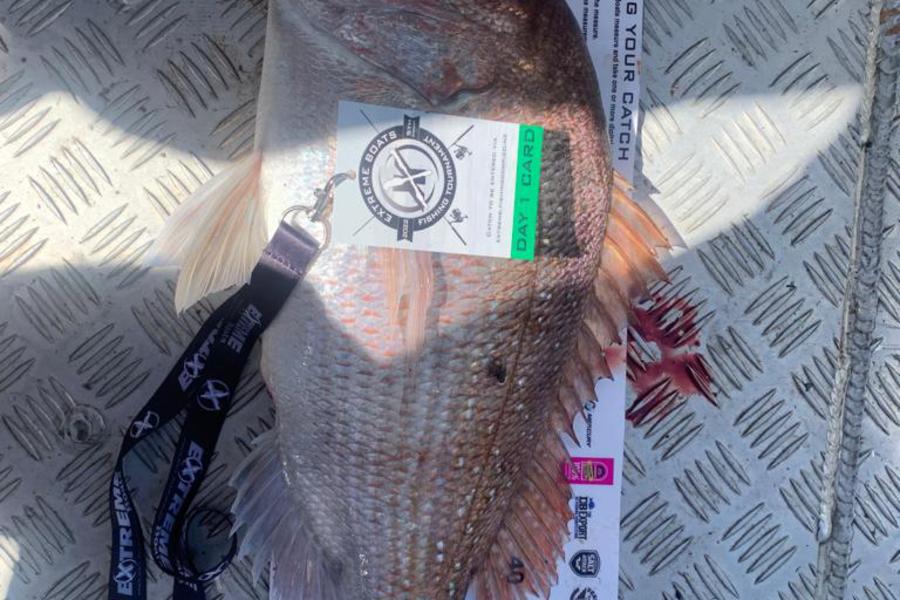 Phillip Barnes caught this 55.0cm Snapper at Whitianga during The Export NZ Fishing Competition