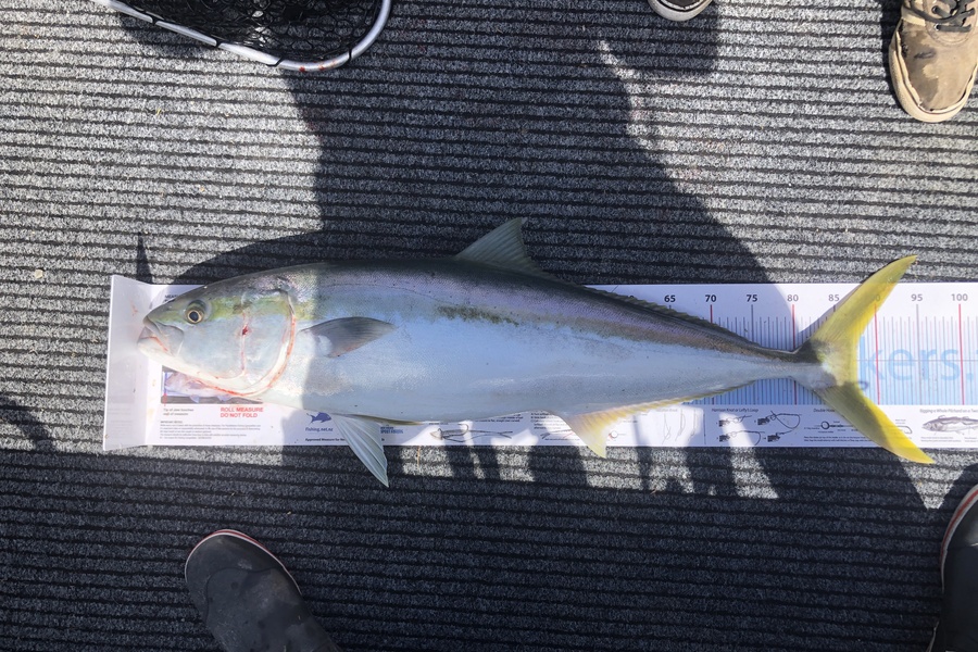 Mike Bonham caught this 87.5cm Kingfish at GBI during The Export NZ Fishing Competition
