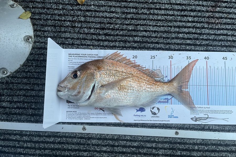 John Wotherspoon caught this 34.5cm Snapper at Hauraki  during The Export NZ Fishing Competition