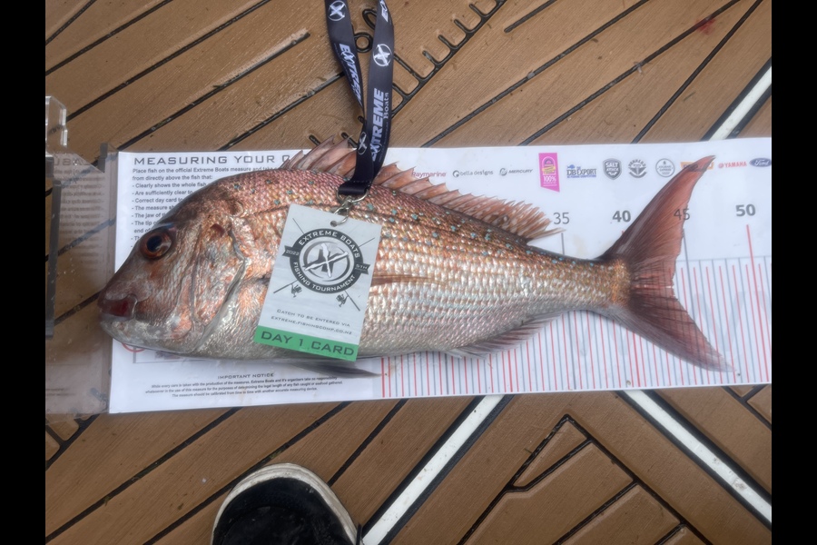 Craig Rastrick caught this 43.5cm Snapper at Whitianga during The Export NZ Fishing Competition