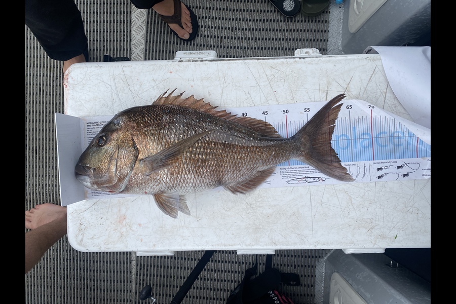 Jeremy Holmes caught this 60cm Snapper at Hauraki gulf during The Export NZ Fishing Competition