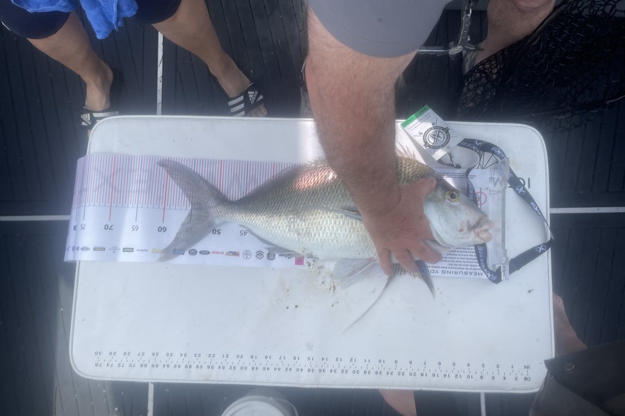 George Chambers caught this 55.0cm Snapper at Whitianga during The Export NZ Fishing Competition
