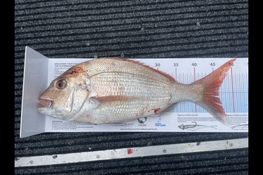 Andrew Molyneux caught this 46.0cm Snapper at Firth during The Export NZ Fishing Competition
