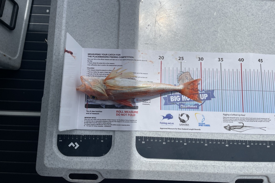 Doyle Smith caught this 29.0cm Gurnard at Waiheke during The Export NZ Fishing Competition