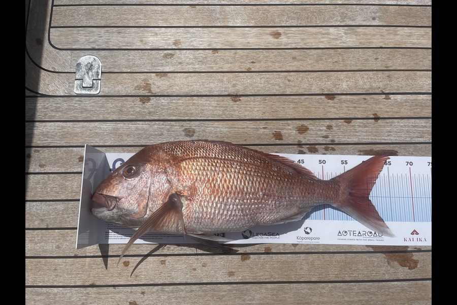 Rob Redwood caught this 60.0cm Snapper at Kauwau during The Export NZ Fishing Competition