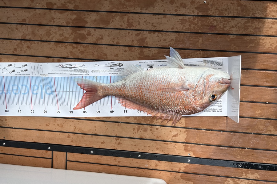 Henry McGarry caught this 49.0cm Snapper at Waiheke  during The Export NZ Fishing Competition