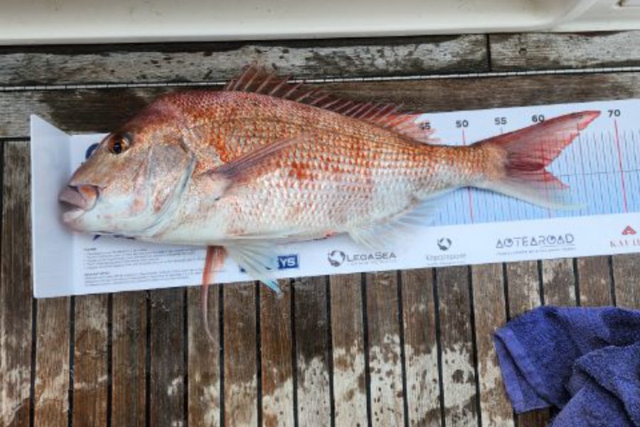 Simon Skipper caught this 59.5cm Snapper at Firth thames during The Export NZ Fishing Competition