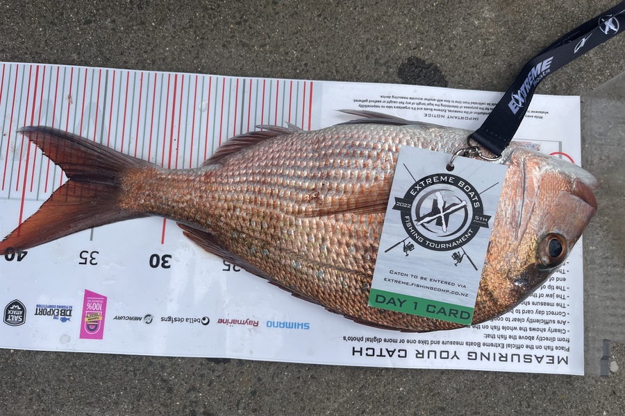 Kevin  Taylor caught this 36.5cm Snapper at Whitianga during The Export NZ Fishing Competition
