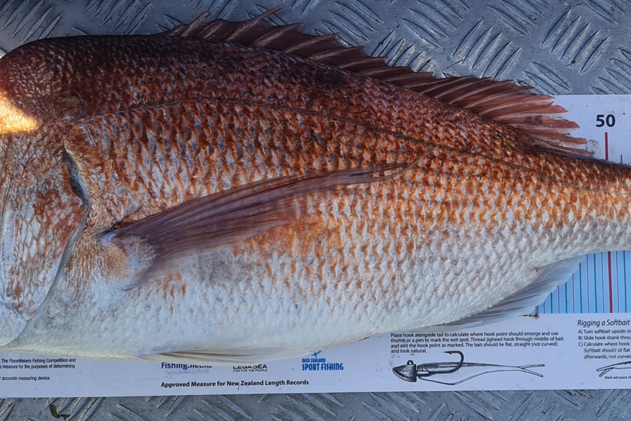 Simon Jun caught this 62.5cm Snapper at Great Barrier during The Export NZ Fishing Competition