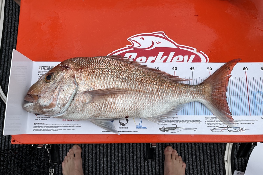 Brett Elstob caught this 54.0cm Snapper at South rakino during The Export NZ Fishing Competition