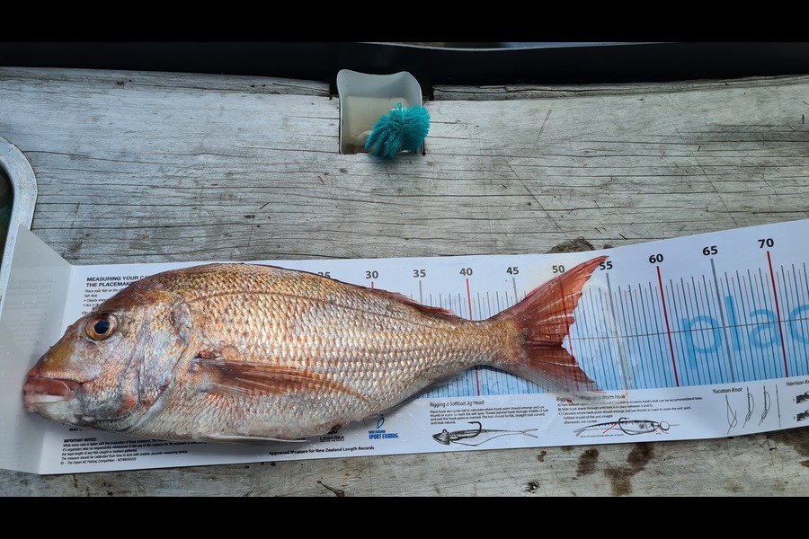Steve King caught this 49.0cm Snapper at Rakino during The Export NZ Fishing Competition