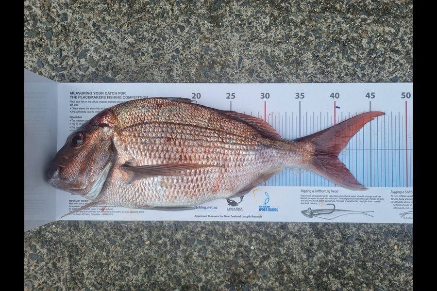 Hayden Brown caught this 40cm Snapper at Tiri during The Export NZ Fishing Competition