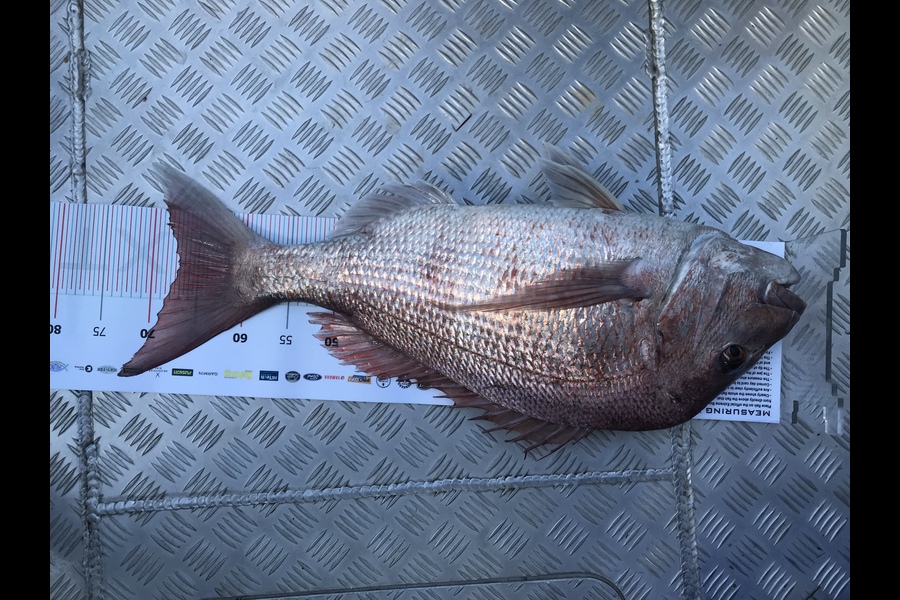 Graham Perkinson caught this 67.0cm Snapper at Whitianga during The Export NZ Fishing Competition
