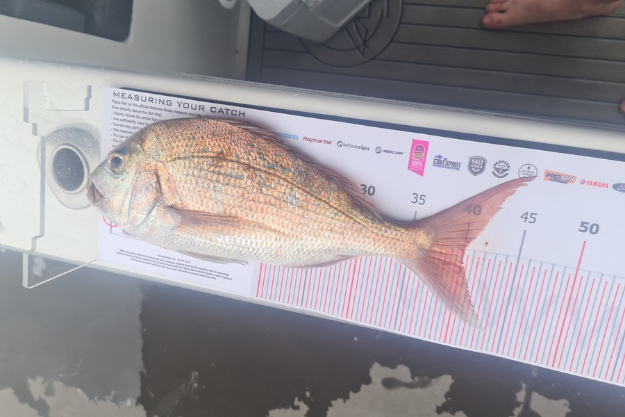 Stewart Gordon caught this 40.0cm Snapper at Whitianga during The Export NZ Fishing Competition
