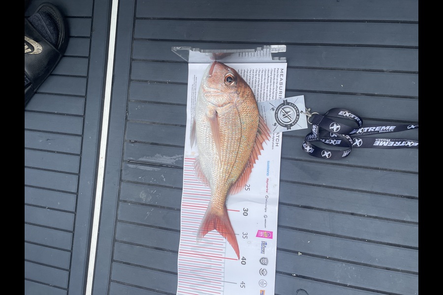 Glenn Graham caught this 34.0cm Snapper at Whitianga during The Export NZ Fishing Competition
