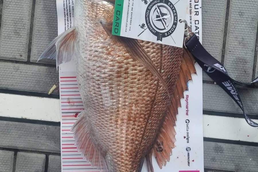 Brett  Lloyd caught this 42.5cm Snapper at Whitianga during The Export NZ Fishing Competition
