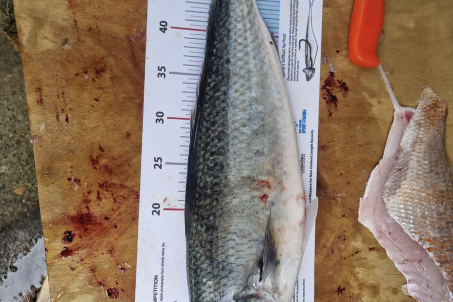 Samuel Gujer caught this 52.5cm Kahawai at Gannet rock during The Export NZ Fishing Competition