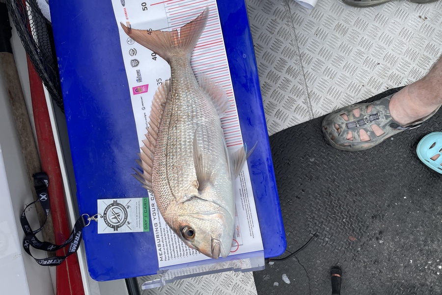 Catherine  White caught this 44cm Snapper at Whitianga during The Export NZ Fishing Competition
