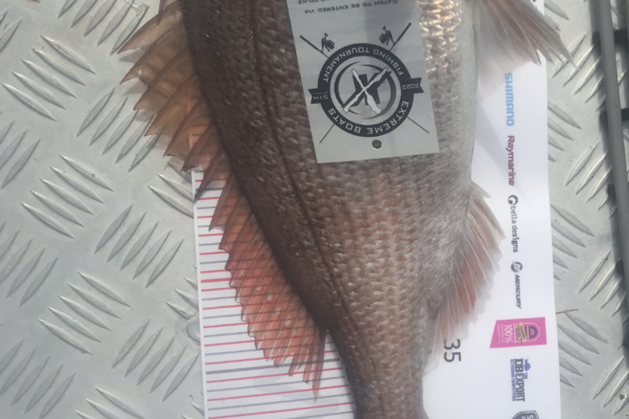 Dylan  Harris caught this 45.0cm Snapper at Whitianga during The Export NZ Fishing Competition